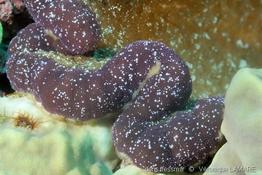 cryptodendrum_adhaesivum-15vl