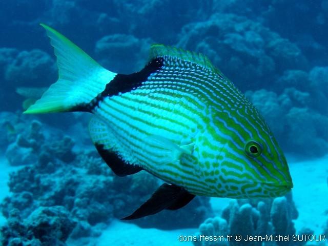 bodianus-loxozonus_jms1