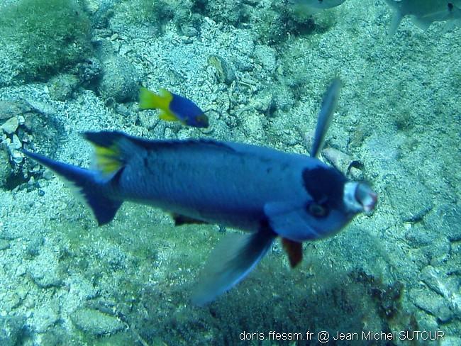 bodianus_rufus-jms15