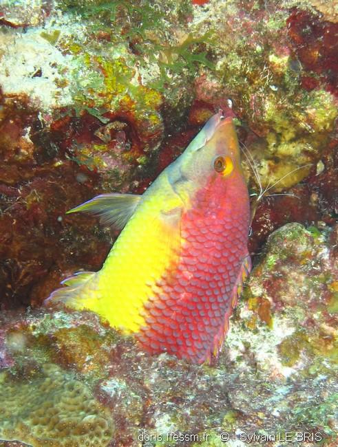 bodianus_rufus-slb11