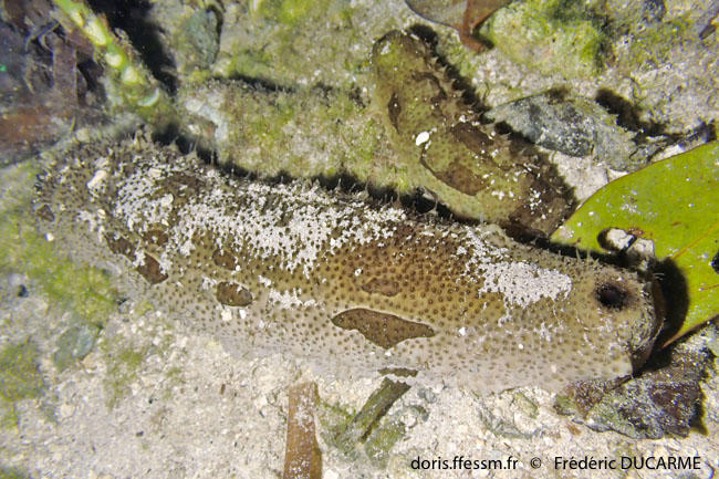 Bohadschia_marmorata-fd1