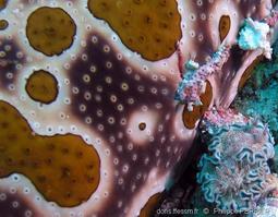 bohadschia_ocellata-pp1