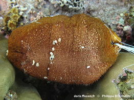 bohadschia_subrubra-phbo214