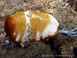 bohadschia_subrubra-phbo283