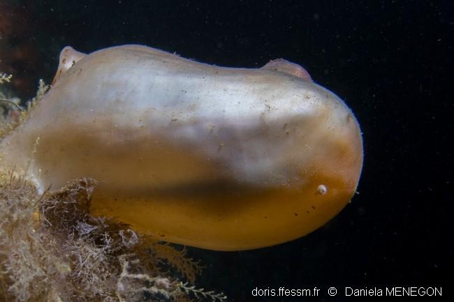 boltenia_ovifera-dm01