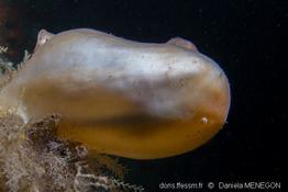 boltenia_ovifera-dm01