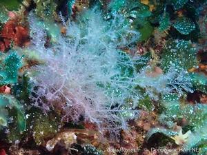 bonnemaisonia_clavata-dh1