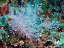 bonnemaisonia_clavata-dh1