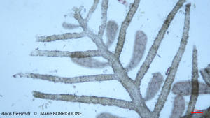 bonnemaisonia_clavata-mb-5