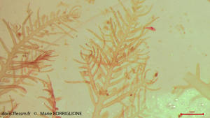 bonnemaisonia_clavata-mb-6