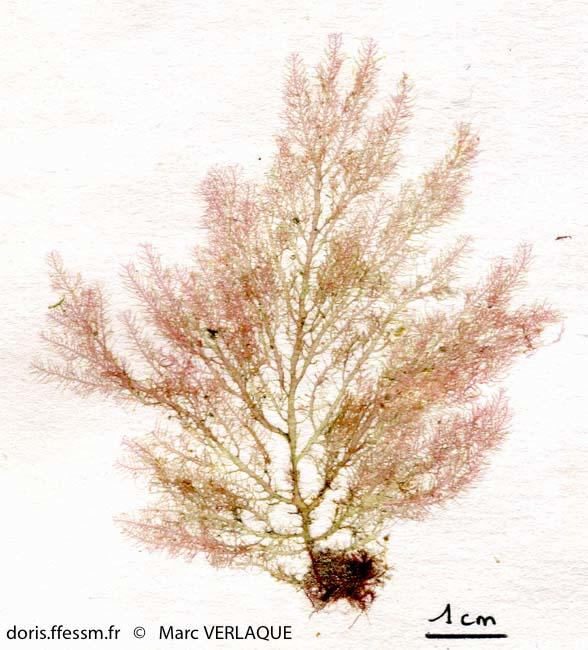 bonnemaisonia_clavata-mv1