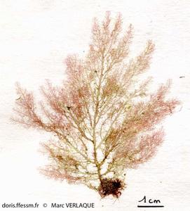 bonnemaisonia_clavata-mv1