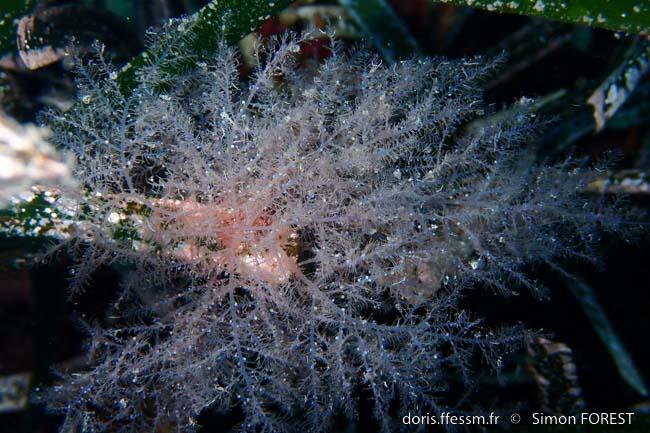 bonnemaisonia_clavata-sf1