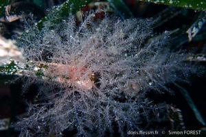 bonnemaisonia_clavata-sf1