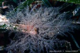 bonnemaisonia_clavata-sf1