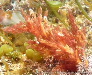 bonnemaisonia_hamifera-ecm1