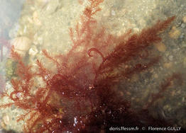 bonnemaisonia_hamifera-fg1