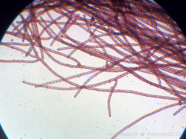 bonnemaisonia_hamifera-fg2