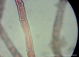 bonnemaisonia_hamifera-fg3