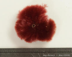 bonnemaisonia_hamifera-mc1