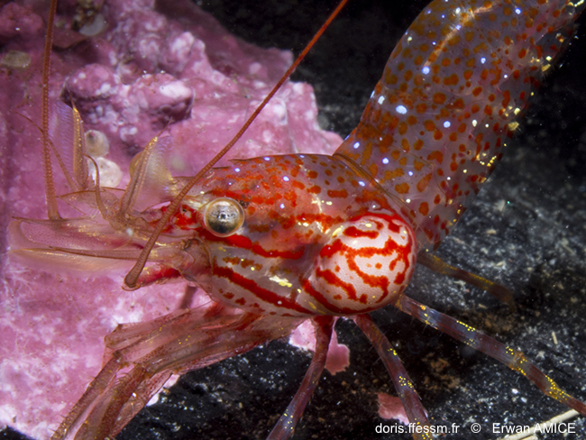 Bopyre des crevettes nordiques