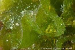 anadyomene_stellata-vl2