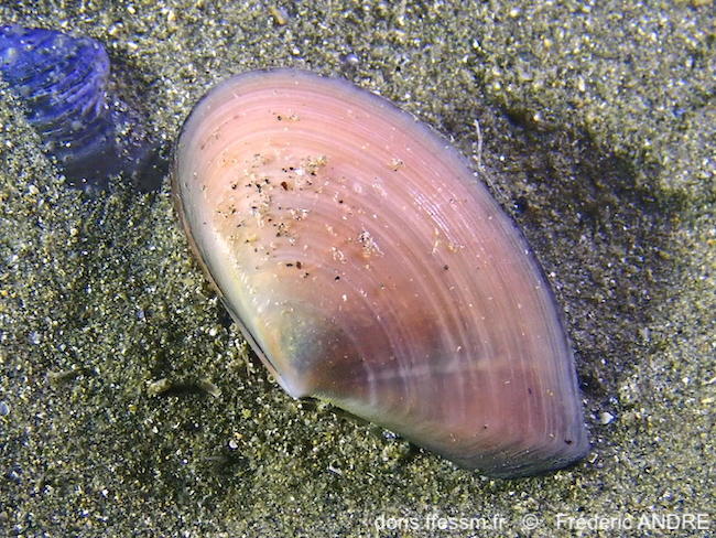 bosemprella_incarnata-fran-img_736