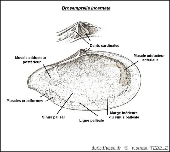 bosemprella_incarnata-note-img_07