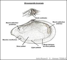 bosemprella_incarnata-note-img_07