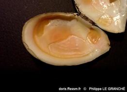 bosemprella_incarnata-plg-img_10003