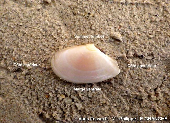 bosemprella_incarnata-plg-img_3464