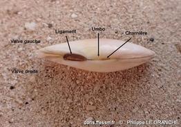 bosemprella_incarnata-plg-img_70005