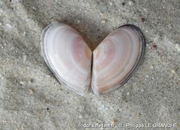 bosemprella_incarnata-plg-img_892