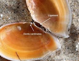 bosemprella_incarnata-plg-img_897