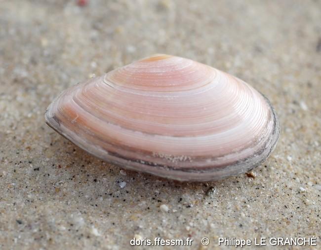 bosemprella_incarnata-plg-img_899