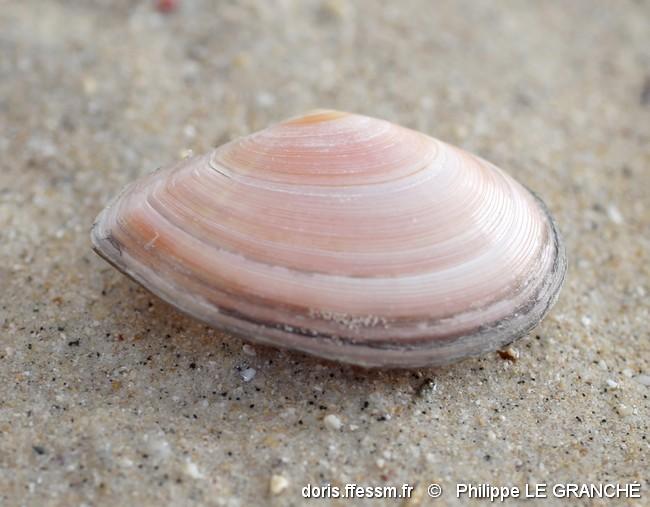 bosemprella_incarnata-plg-img_899