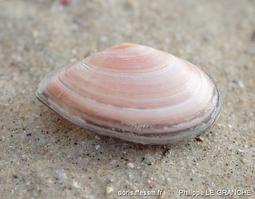 bosemprella_incarnata-plg-img_899