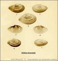 bosemprella_incarnata-plg-img_92