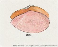 bosemprella_incarnata-plg-img_92