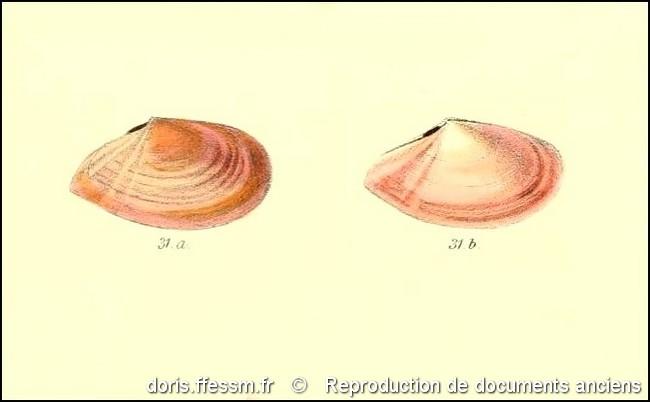 bosemprella_incarnata-rda-img_31ab