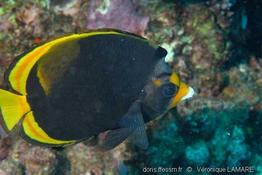 chaetodon_flavirostris-vl2