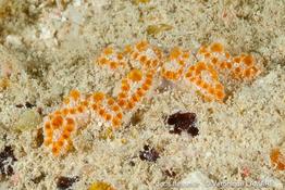 Botryllus_arenaceus-vela37860