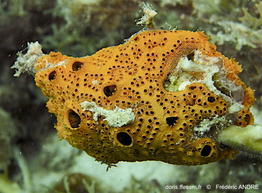 Botryllus_planus-fran442
