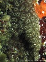 botryllus_tuberatus-slb1453