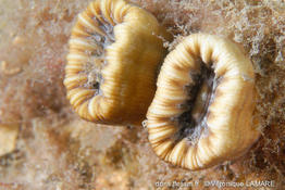 balanophyllia_europaea-vl1
