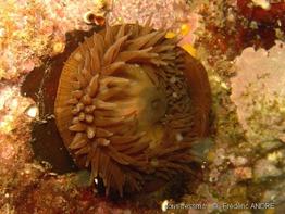 actinia_cari-fa4