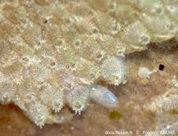 puellina_sp-fa39rc