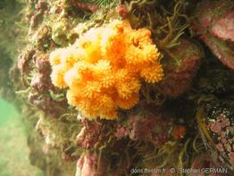 gersemia_rubiformis02