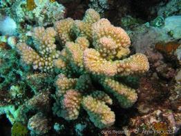 pocillopora_verrucosa-apr1