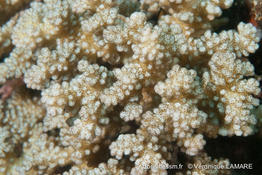 pocillopora_verrucosa-vl4